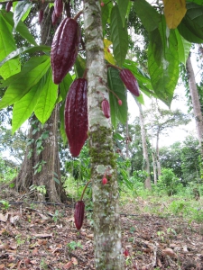 young cacao pods